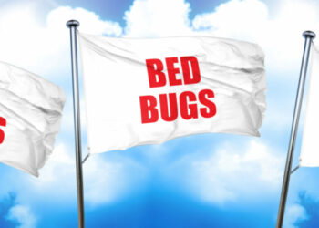 bed bugs, 3D rendering, triple flags