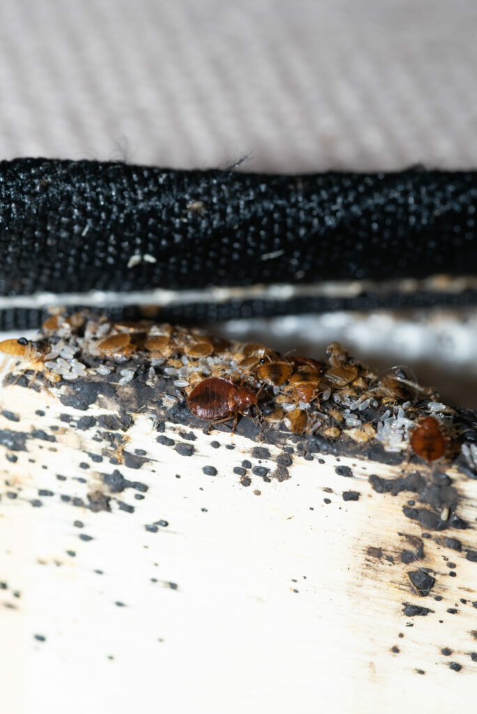 Bed Bugs, Eggs and Nymphs Found On Bed Slate