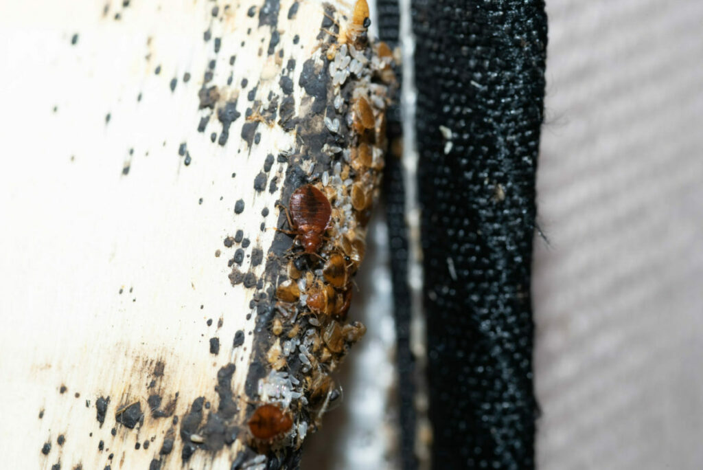 Bed Bugs, Eggs and Nymphs Found On Bed Slate