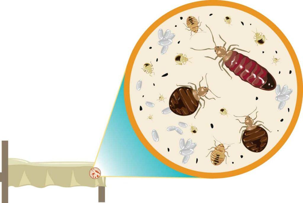 bed bugs