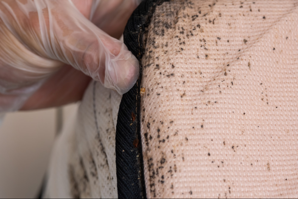 bedbug marks on mattress