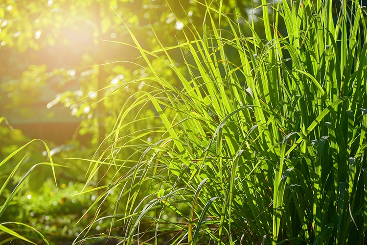 lemongrass plant