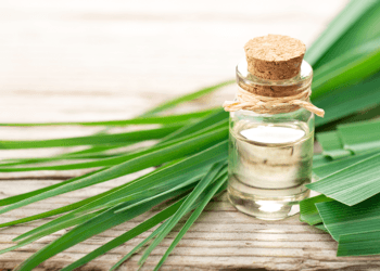 Natural Bed Bug Solutions: Harnessing the Power of Lemongrass Oil 44 lemongrass oil