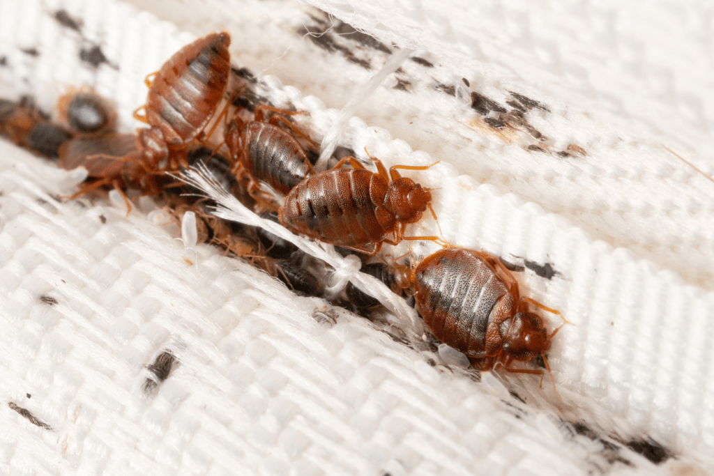 image of bed bugs