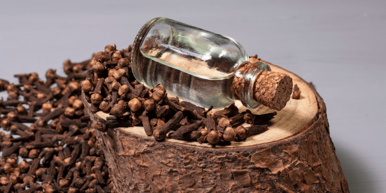 Does Clove Oil Kill Bed Bugs? 33 clove oil bottle