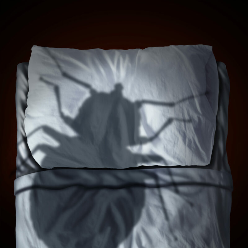 Are Bed Bugs Insects? 37 bed bugs fear image