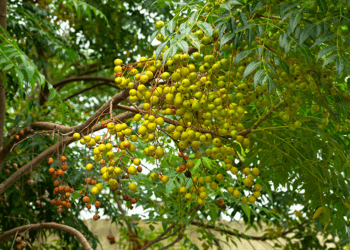 neem oil tree