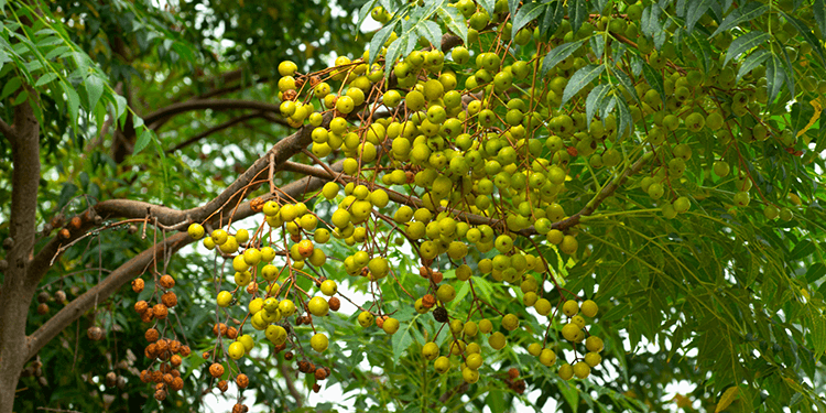neem oil tree
