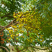 neem oil tree