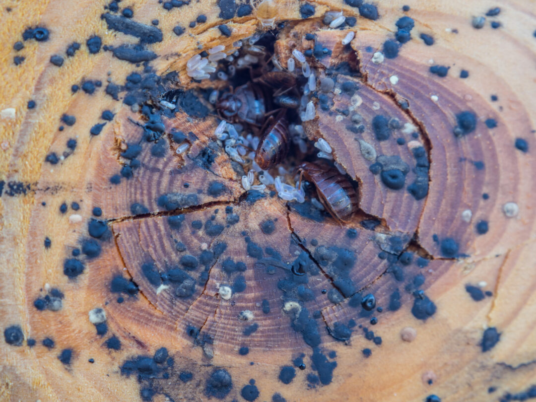 The Bed Bugs Brood.... 36 bed bug, eggs, bed bug feces, closeup, insects, wooden, macro