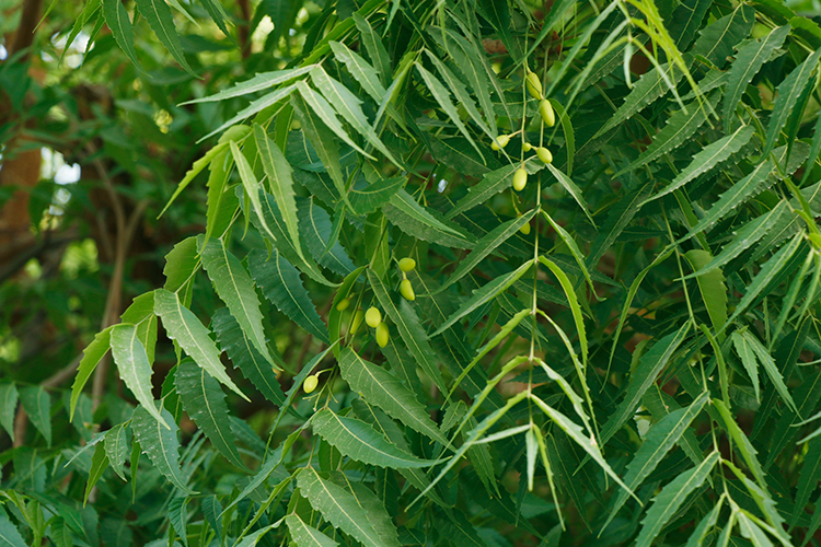 neem tree