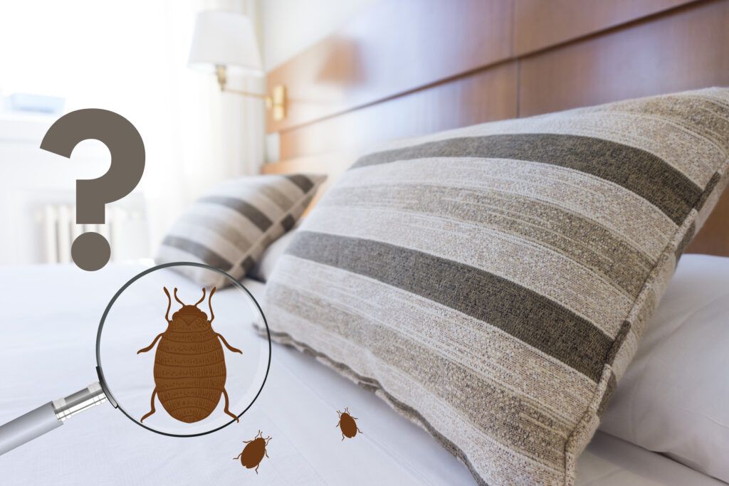 bed bugs in bedroom