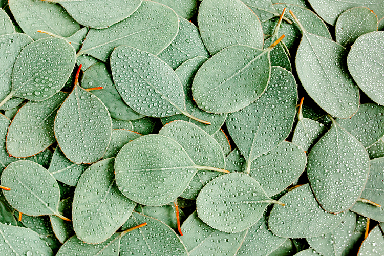 eucalyptus oil leaves