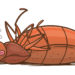What Causes Bed Bugs to Die? 37 AdobeStock 359384153
