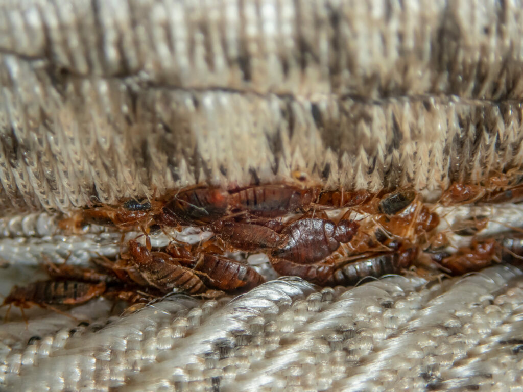 What Countries are the Most Infested by Bed Bugs in 2024 34 infestation, bed bugs developed unnoticed on the mattress in folds and seams.