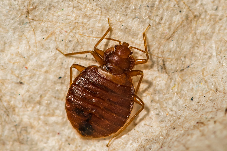 image of bed bug