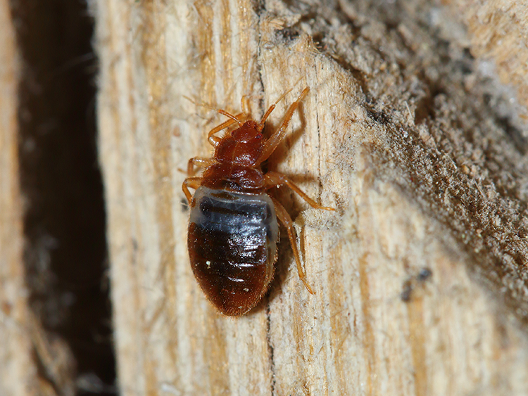 bed bug image