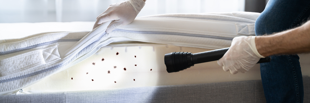 inspecting a mattress for bed bugs