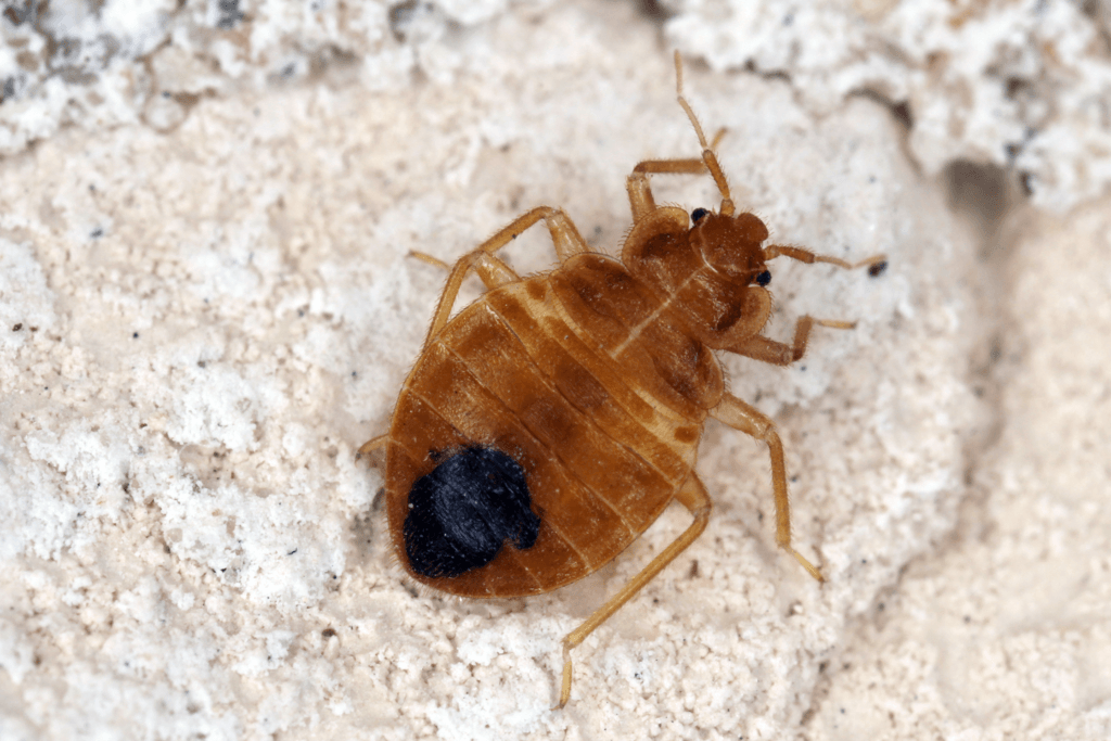 bed bug image