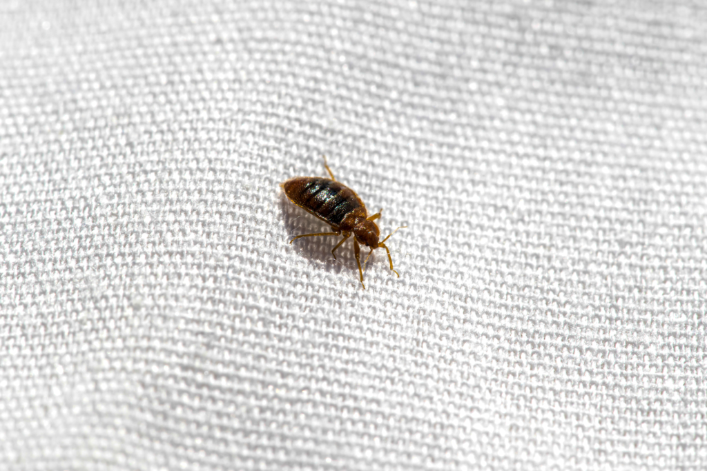 Can Bed Bugs Survive Water? 34 bed bugs on bed