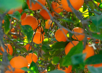 Alert: Blood Orange Oil Effective Against Bed Bugs 43 blood orange