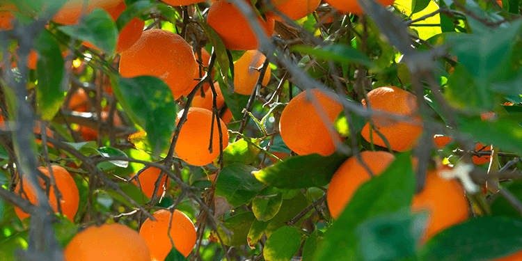 Alert: Blood Orange Oil Effective Against Bed Bugs 33 blood orange