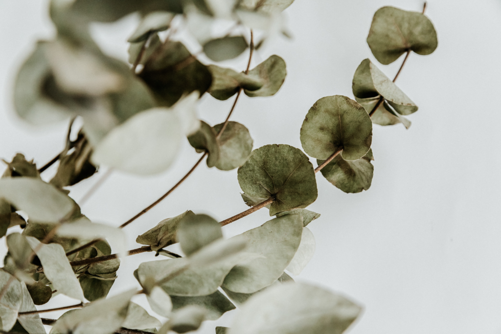 eucalyptus