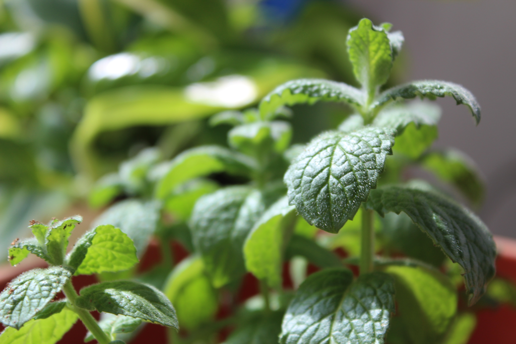 Peppermint Oil: The Perfect Bed Bug Killer for a Safe and Natural Home! 34 peppermint oil plant