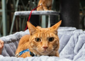 cat bitten by bed bugs