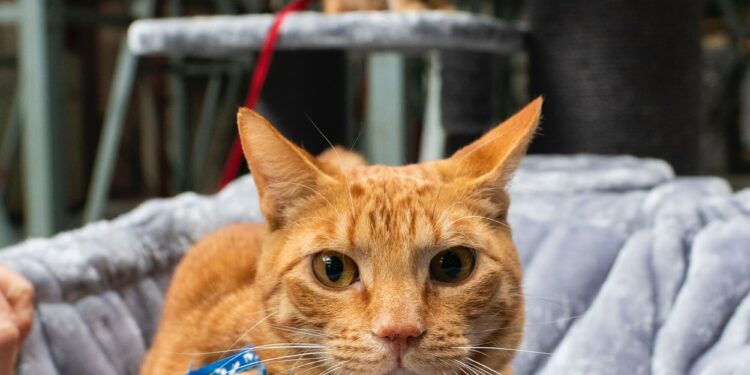 cat bitten by bed bugs