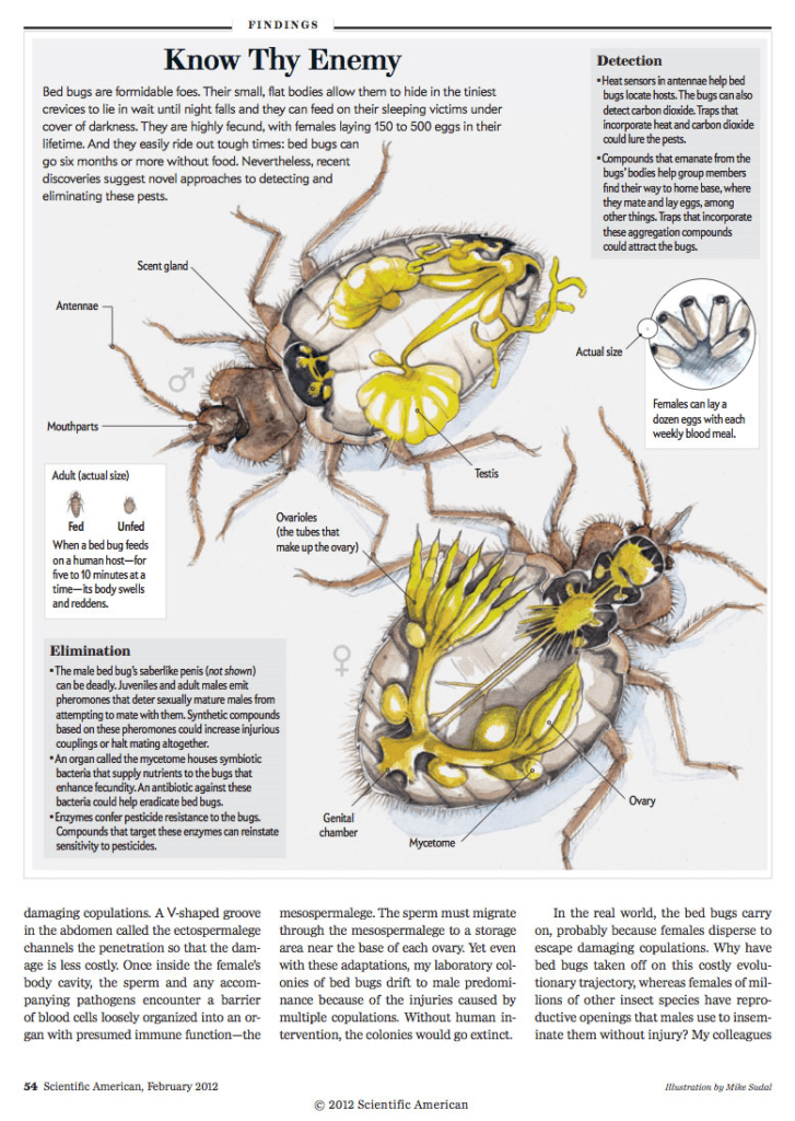 bed_bug_anatomy