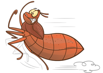 bed bugs illustration