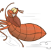 bed bugs illustration