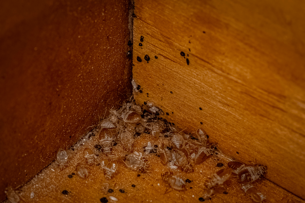 bed bugs on furniture