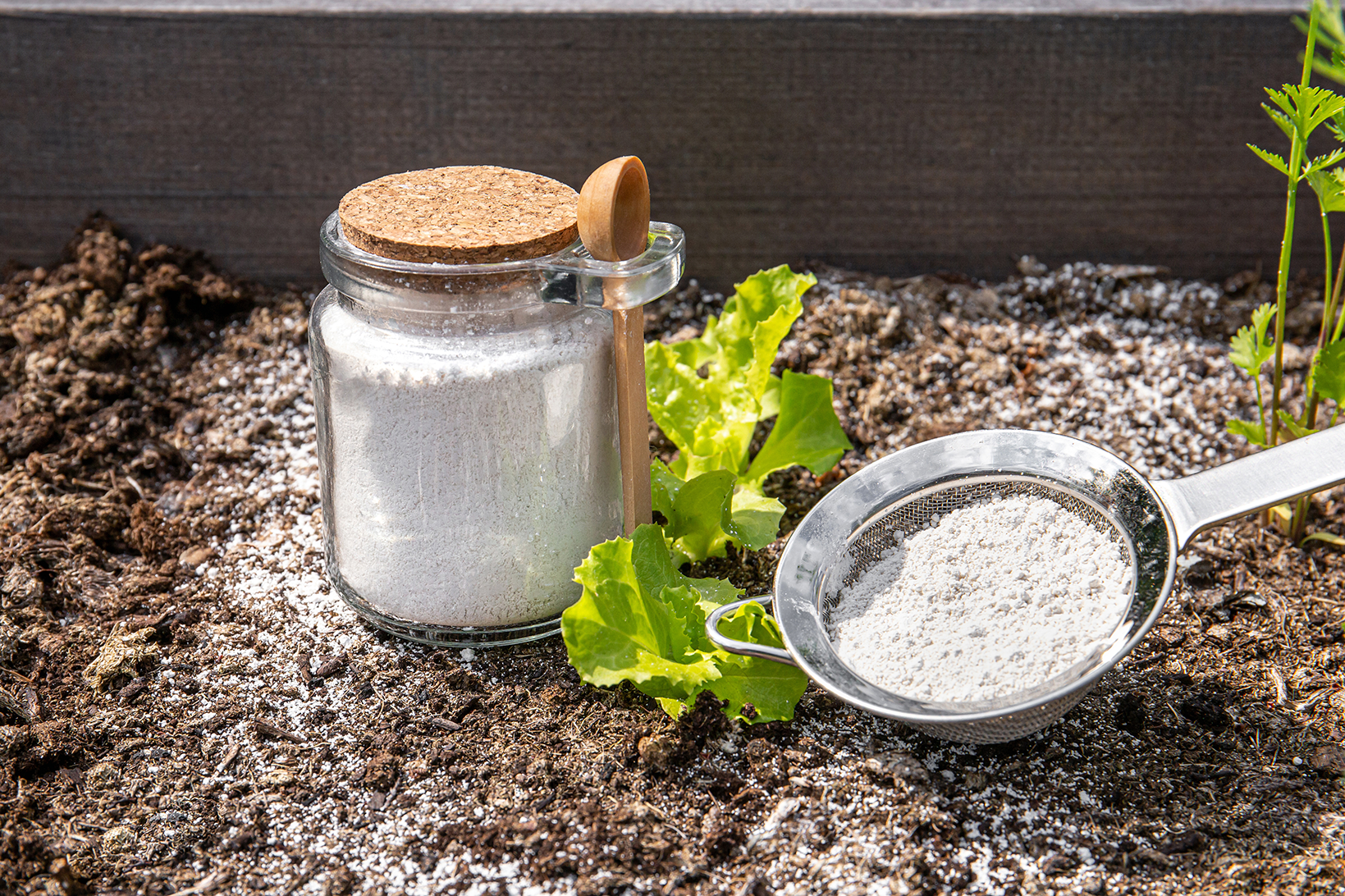Kill Bed Bugs Within 24 Hours With These Natural Remedies 35 glass jar holding diatomaceous earth