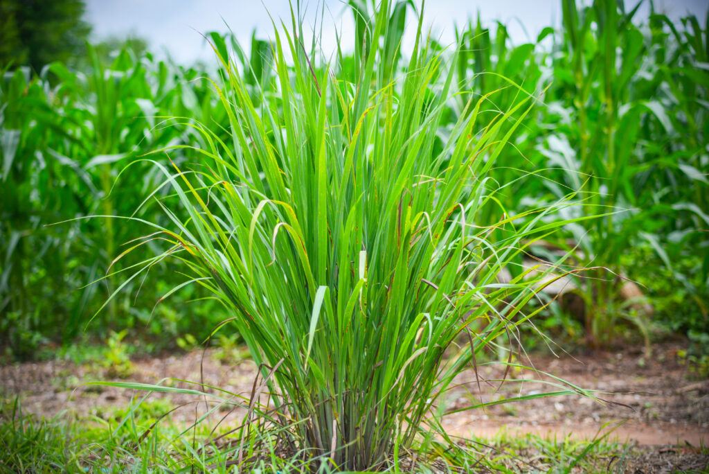 Natural Bed Bug Solutions: Harnessing the Power of Lemongrass Oil 36 AdobeStock 242787350