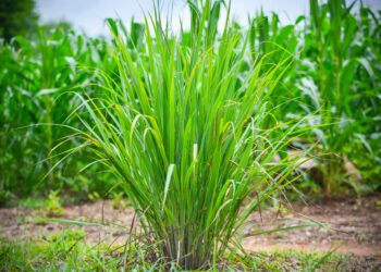 lemon grass plant / plantation of lemon grass tree