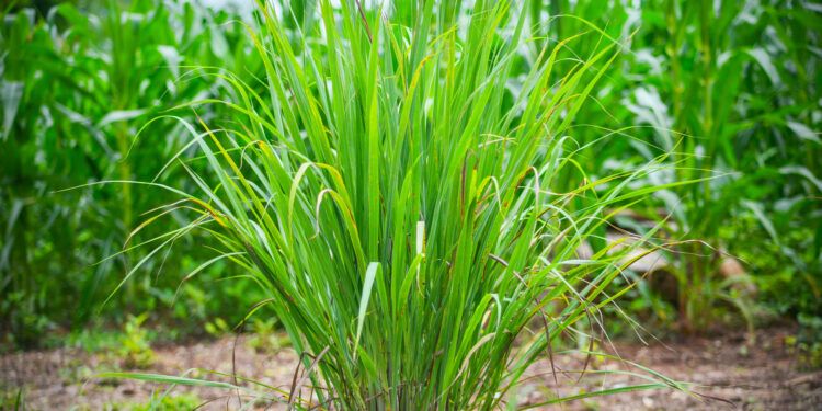 lemon grass plant / plantation of lemon grass tree