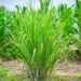 lemon grass plant / plantation of lemon grass tree