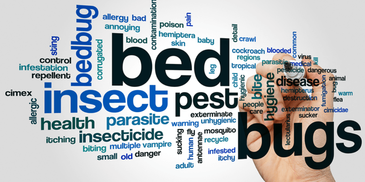bed bug graphic