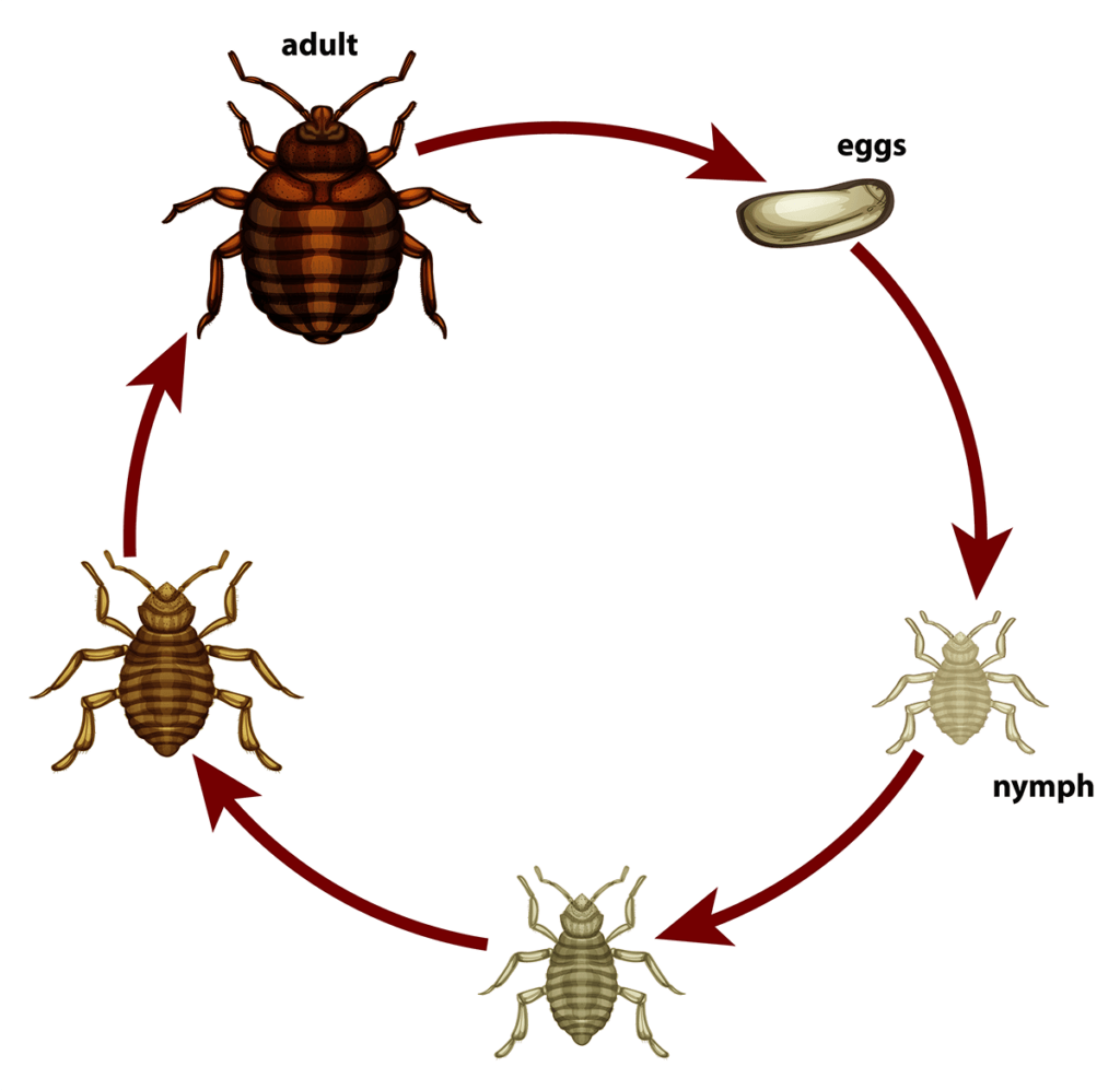 bed bug life cycle