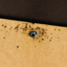 bed bugs spots