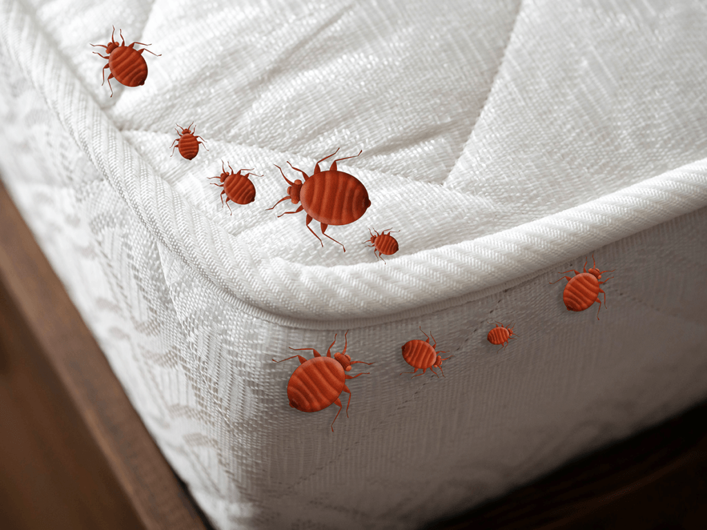 bedbugs on mattress