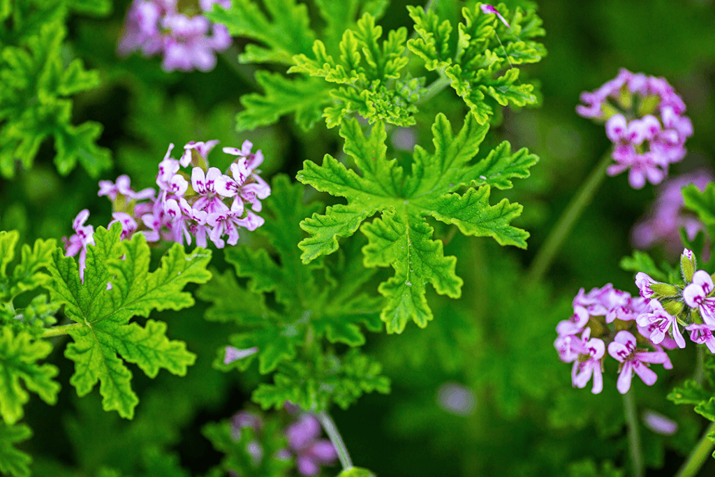 citronella plant