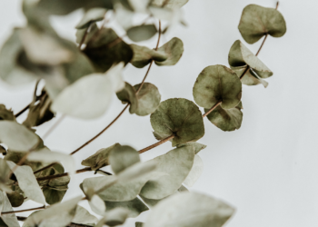 Eucalyptus Oil vs. Bed Bugs