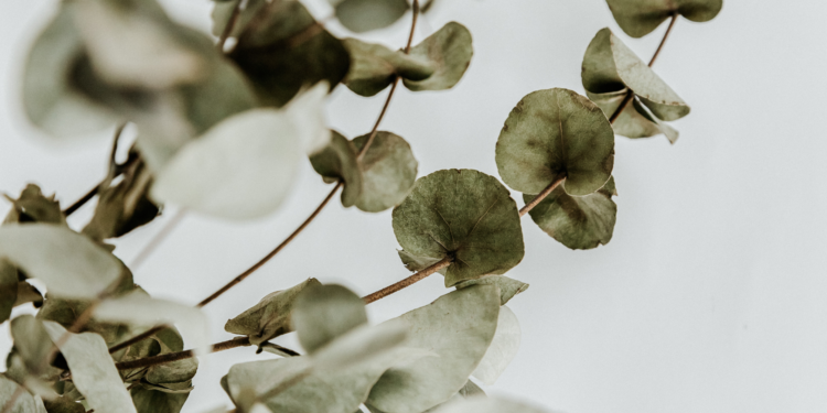 Eucalyptus Oil vs. Bed Bugs