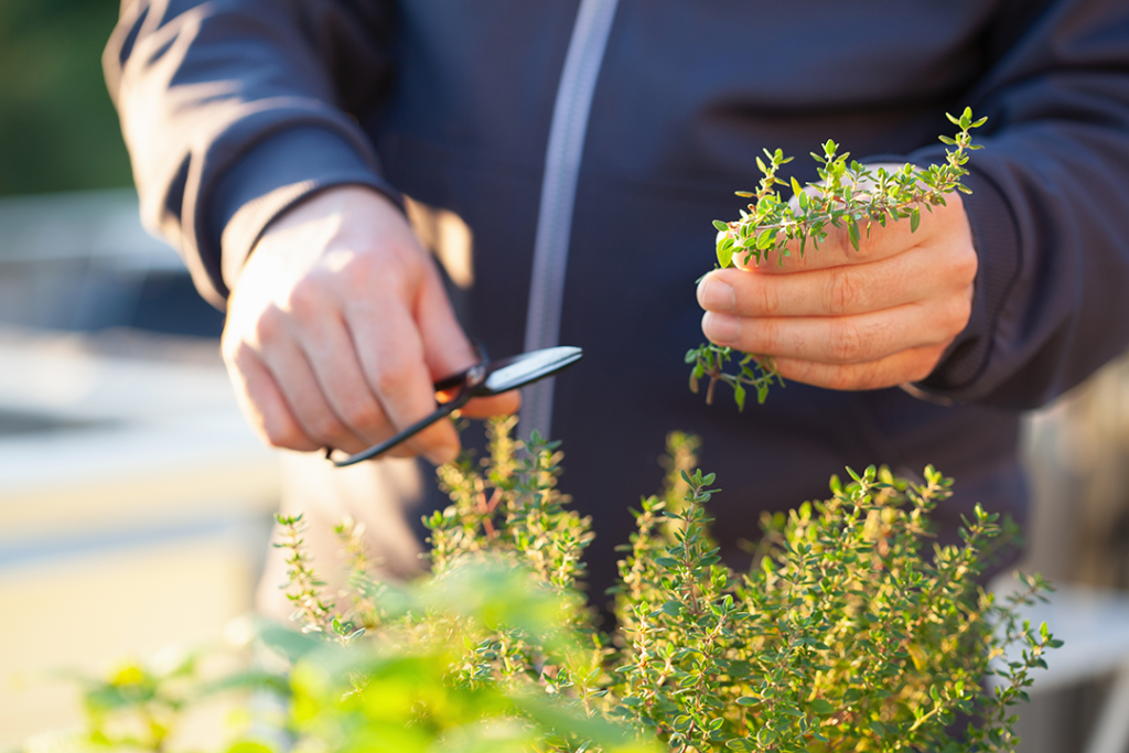 gardner cutting thyme branches