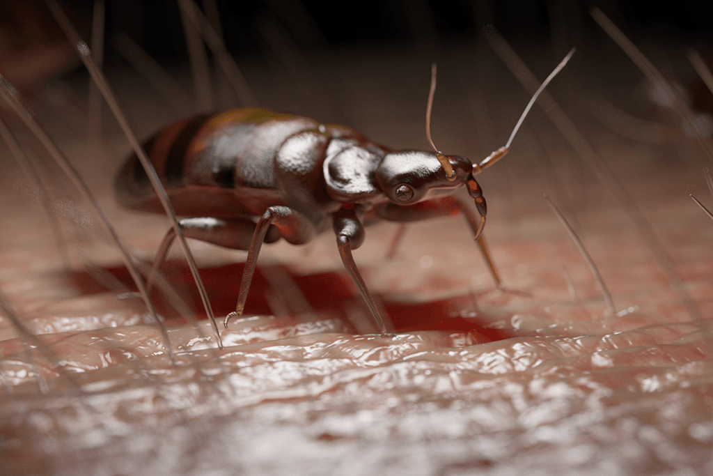 How Do Bed Bugs Bite? 34 realistic bed bug image