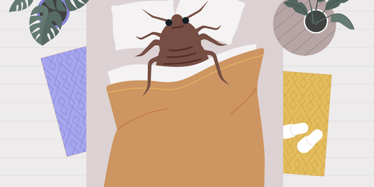 The Secret Life of Bed Bugs 33 bed bug illustration