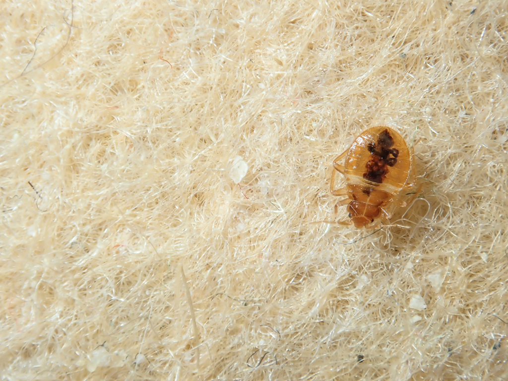 bed bug on material